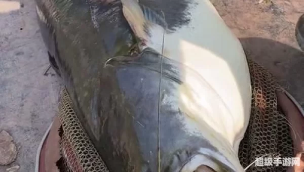 鲶鱼王