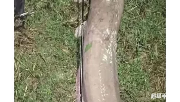 鲶鱼王