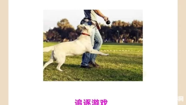 养狗游戏