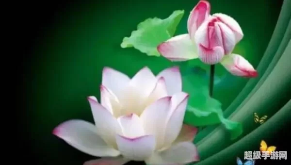 晨曦清露配方